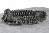 Coltraneia Trilobite Fossil - Large & Prone Specimen #209625-1